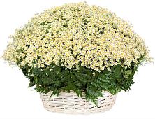 Цветочная композиция из Ромашки в корзине #REPLACE_PRED# Нурма